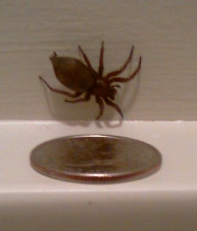 Spider In the Hallway